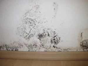 mold remediation services in Coppell
