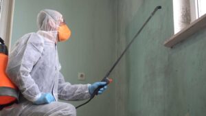 mold removal in Coppell